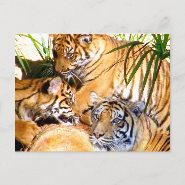  Love Always,Tigers_ Postcard (Front)