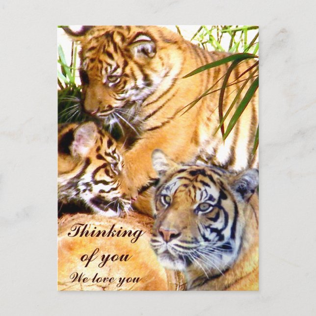  Love Always,Tigers_ Postcard (Front)