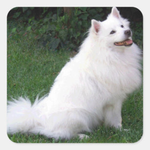 Love American Eskimo Puppy Dog Sticker / Label