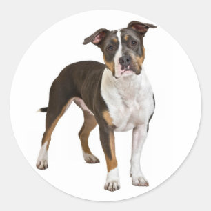 Love American Staffordshire Terrier Dog Sticker