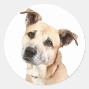 Love American Staffordshire Terrier Dog Sticker