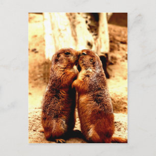 Love and Kissing Prairie Dog Postcard