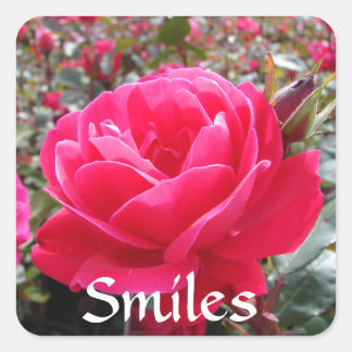 Love and Romance Smiles Pink  Rose Love Stickers