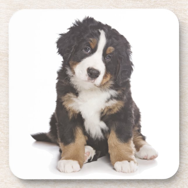 Love Bernese Mountain Puppy Dog Coaster Set (Front)
