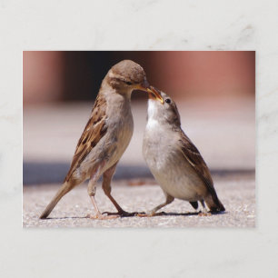 Love Birds Kissing Postcard