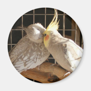 Love Birds Magnet
