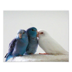 Love Birds Pacific Parrotlet bird friends photo Print