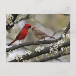 Love Birds Postcard