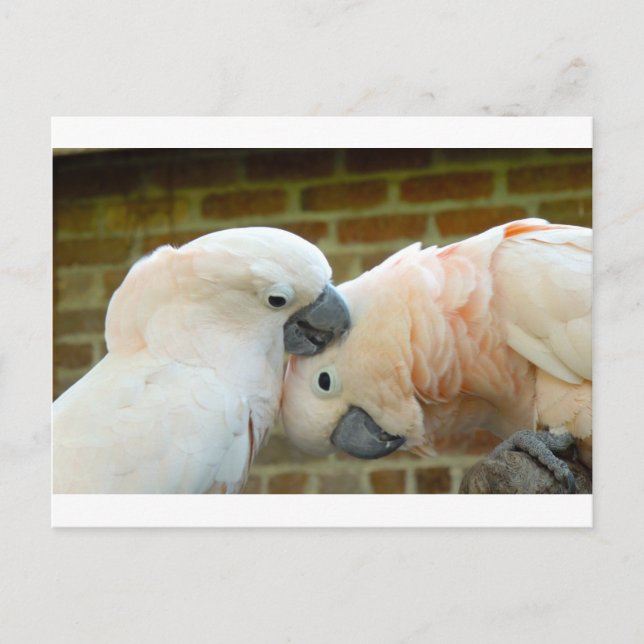 Love Birds Postcard (Front)