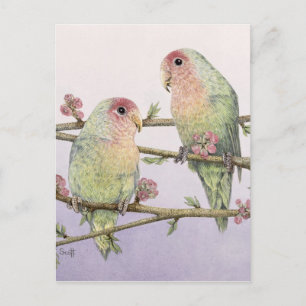 Love Birds Postcard