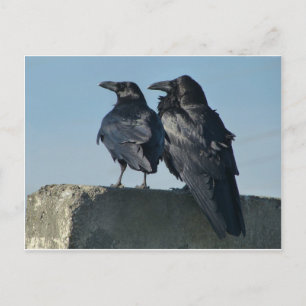 Love Birds Postcard