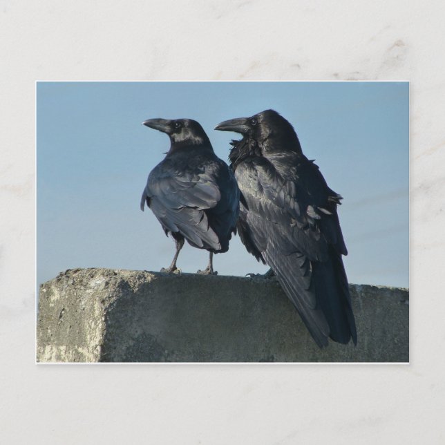 Love Birds Postcard (Front)