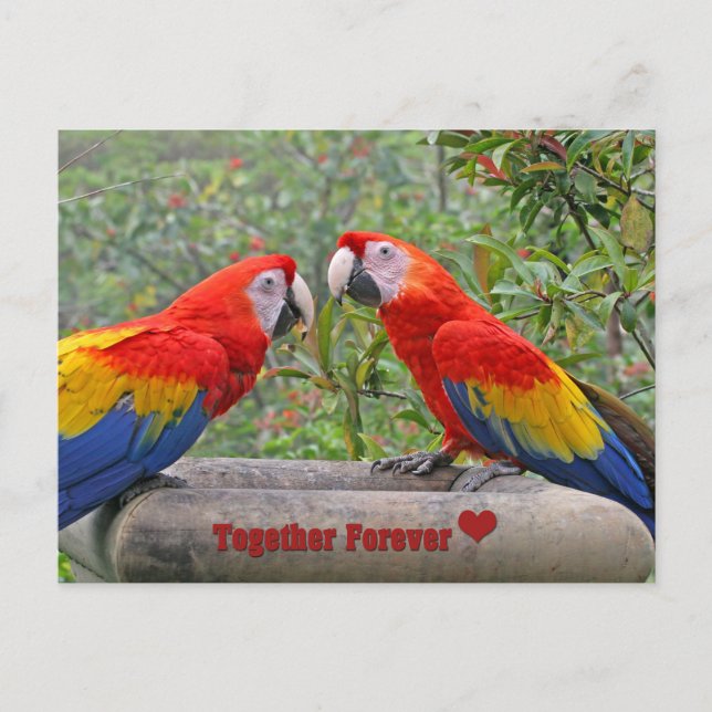 Love Birds Scarlet Mackaws Happy Couple Postcard (Front)