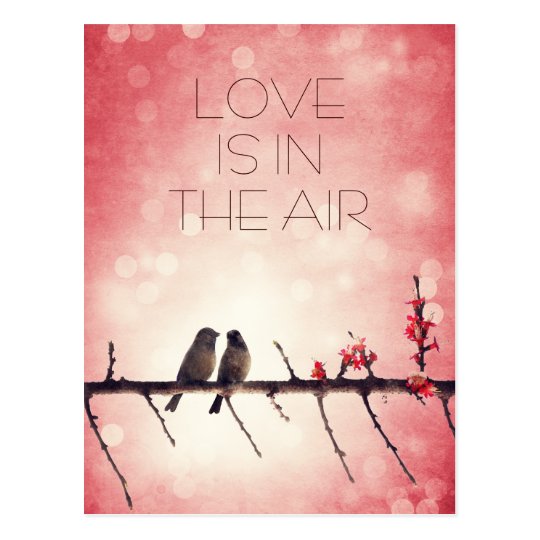 Love birds story postcard
