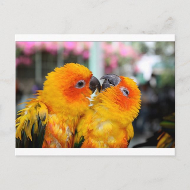Love Birds Tickle Postcard (Front)