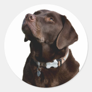 Love Black Brown Labrador Retriever Sticker  Label