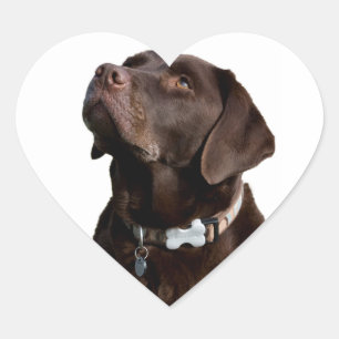 Love Black Brown Labrador Retriever Sticker Label
