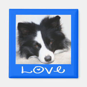 Love Black & White Border Collie Puppy blue Magnet