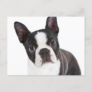 Love  Boston Terrier Puppy Dog Postcard