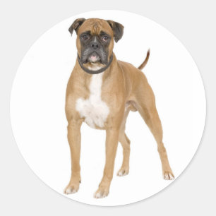 Love Boxer Puppy Dog Greeting Sticker