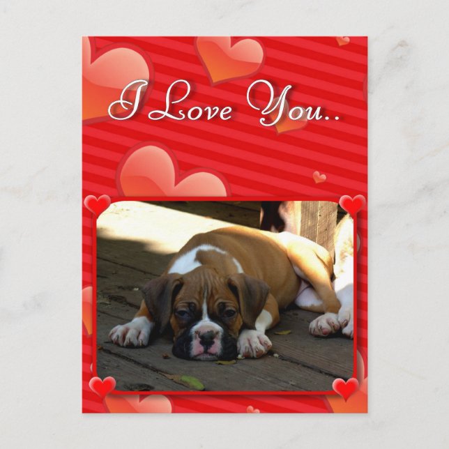 Love Boxer puppy postcard (Front)