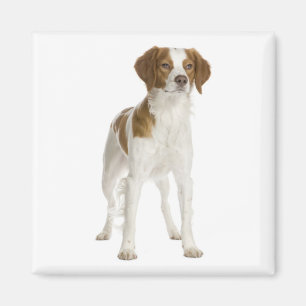 Love Brittany Spaniel Puppy Dog Magnet