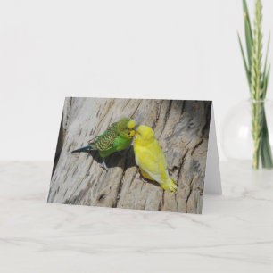 Love Budgies Card
