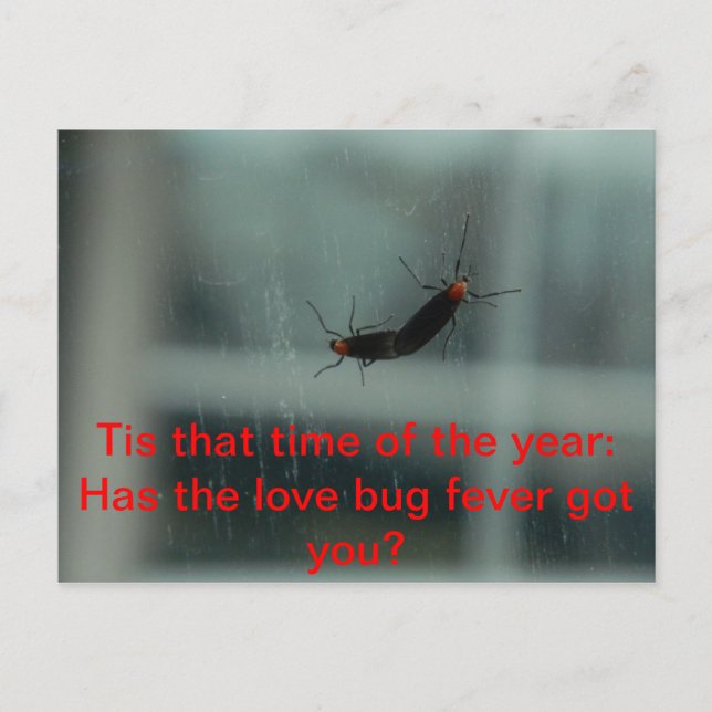 Love Bug Fever Post Card (Front)