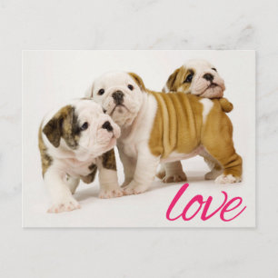 Love Bulldog Puppy Dog Greeting Postcard