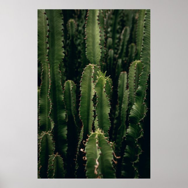 LOVE CACTUS POSTER (Front)