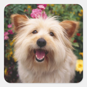 Love Cairn Terrier Puppy Dog Greeting Stickers