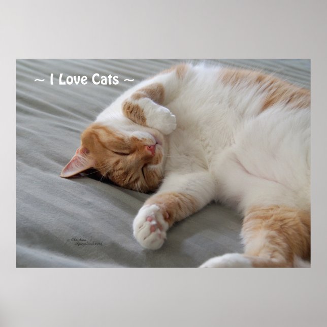 Love Cats cute cat sleeping Poster (Front)