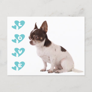 Love Chihuahua Puppy Dog Post Card