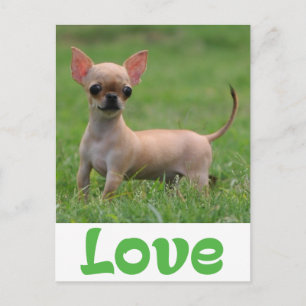 Love Chihuahua Puppy Dog Post Card