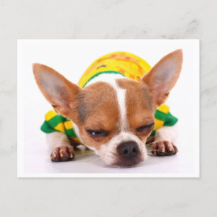 Love Chihuahua Puppy Dog Post Card