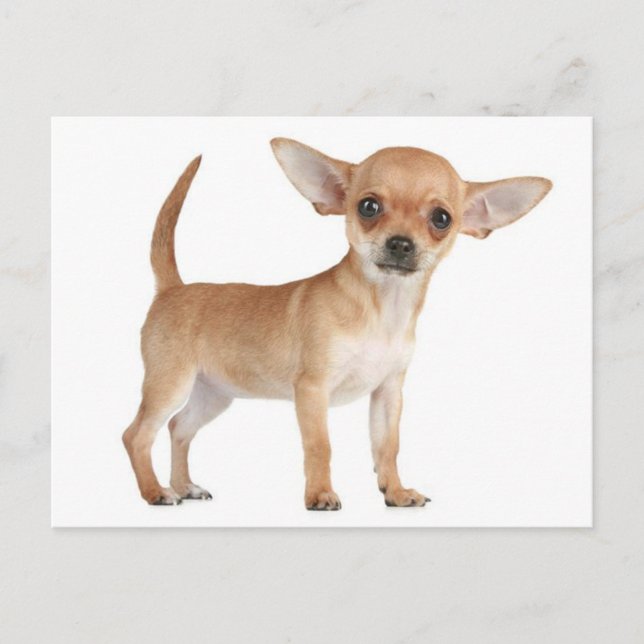 Love Chihuahua Puppy Dog Post Card (Front)