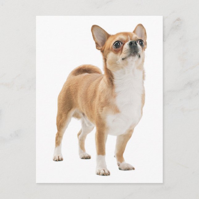 Love Chihuahua Puppy Dog Post Card (Front)