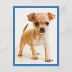 Love Chihuahua Puppy Dog Post Card