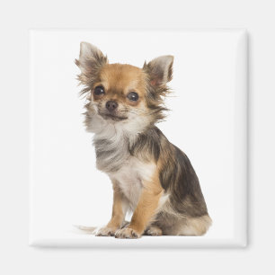 Love Chihuahuas Magnet