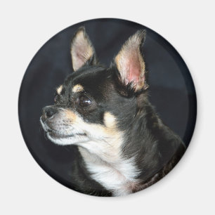Love Chihuahuas Magnet