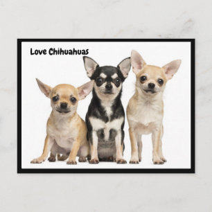 Love Chihuahuas postcard
