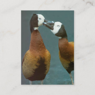 Love Coach Therapist Loving Ducks - Two Sided Business Card