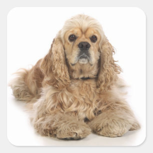 Love Cocker Spaniel Puppy Dog Stickers