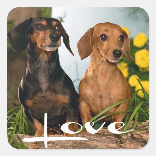 Love Dachshund Puppy Dog Sticker / Seal (Front)