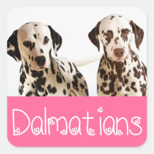 Love Dalmatian Puppy Dog Greeting Stickers