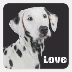 Love Dalmatian Puppy Dog Sticker / Seal