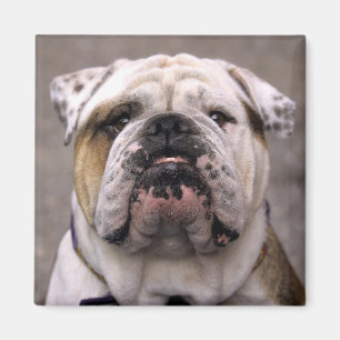 Love English Bulldog Puppy Dog Magnet