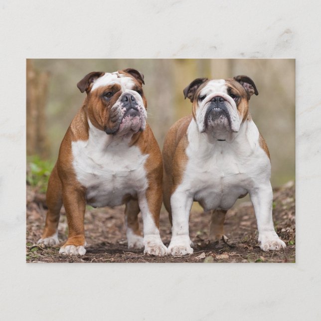 Love English Bulldog Puppy Dog Post Card (Front)