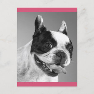 Love French Bulldog Puppy Dog Post Card