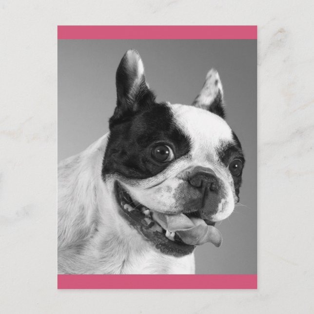 Love French Bulldog Puppy Dog Post Card (Front)